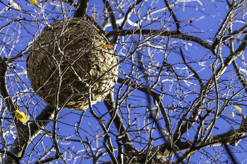 guepes et frelons asiatiques
