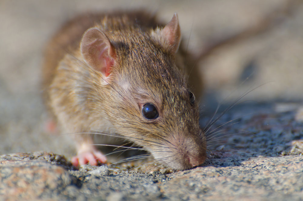 rats et souris