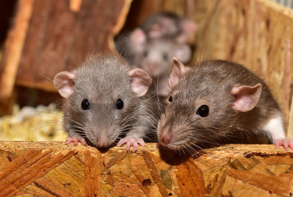 rats et souris